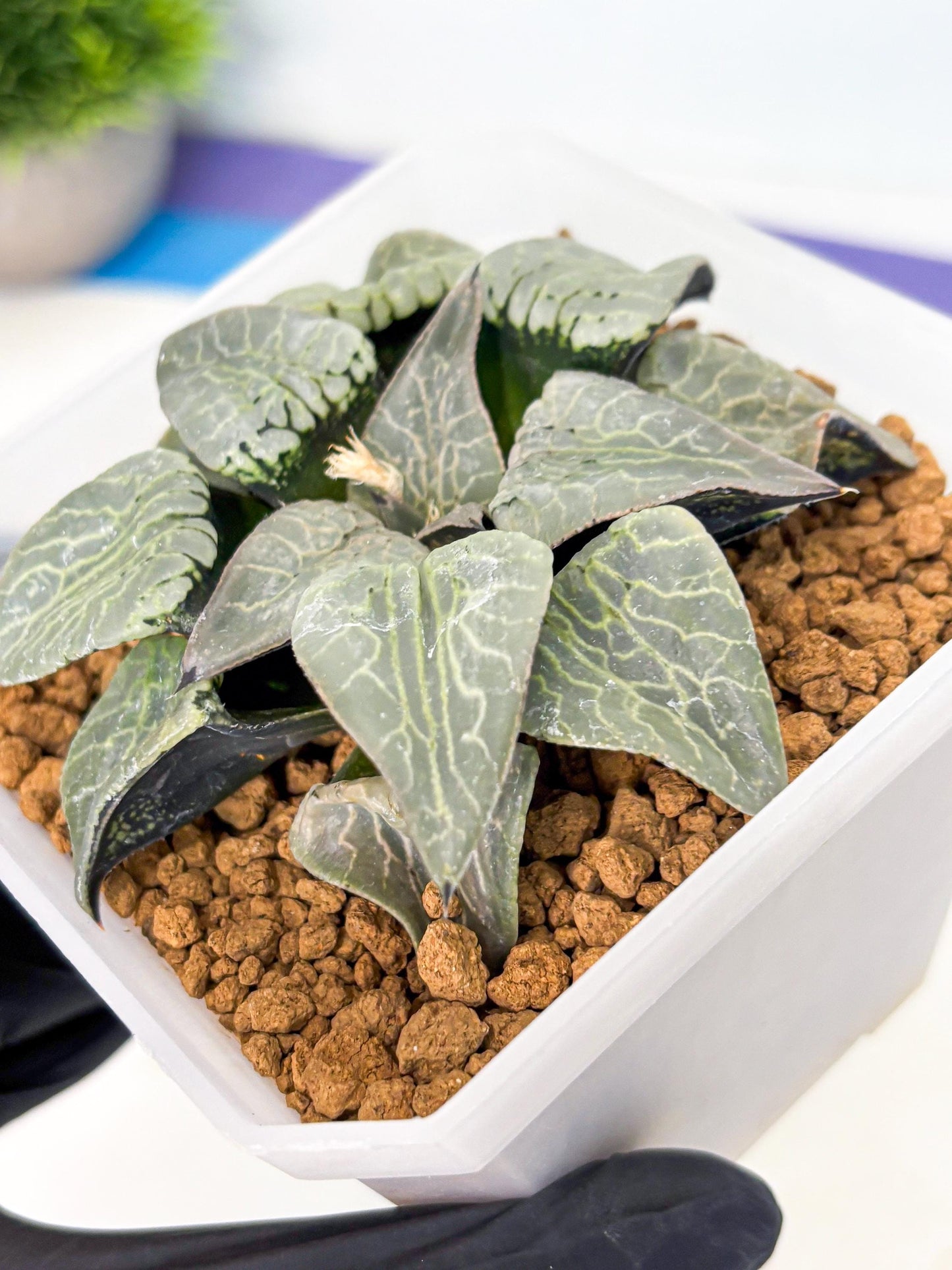 MATURE Haworthia Sjuijig (wa) (2) | Taiwan Import
