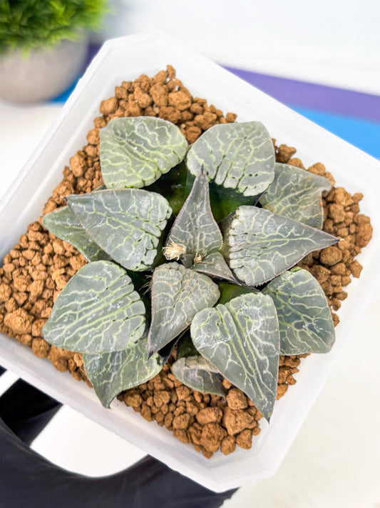 MATURE Haworthia Sjuijig (wa) (2) | Taiwan Import