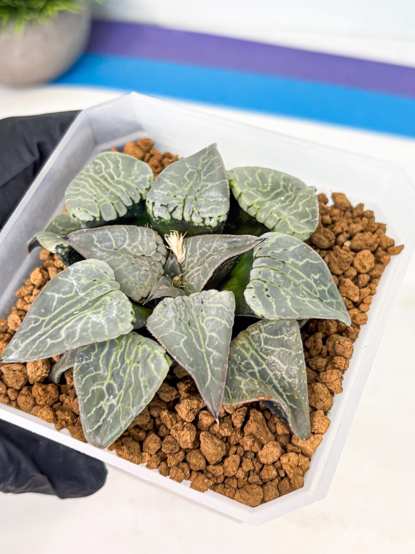 MATURE Haworthia Sjuijig (wa) (2) | Taiwan Import