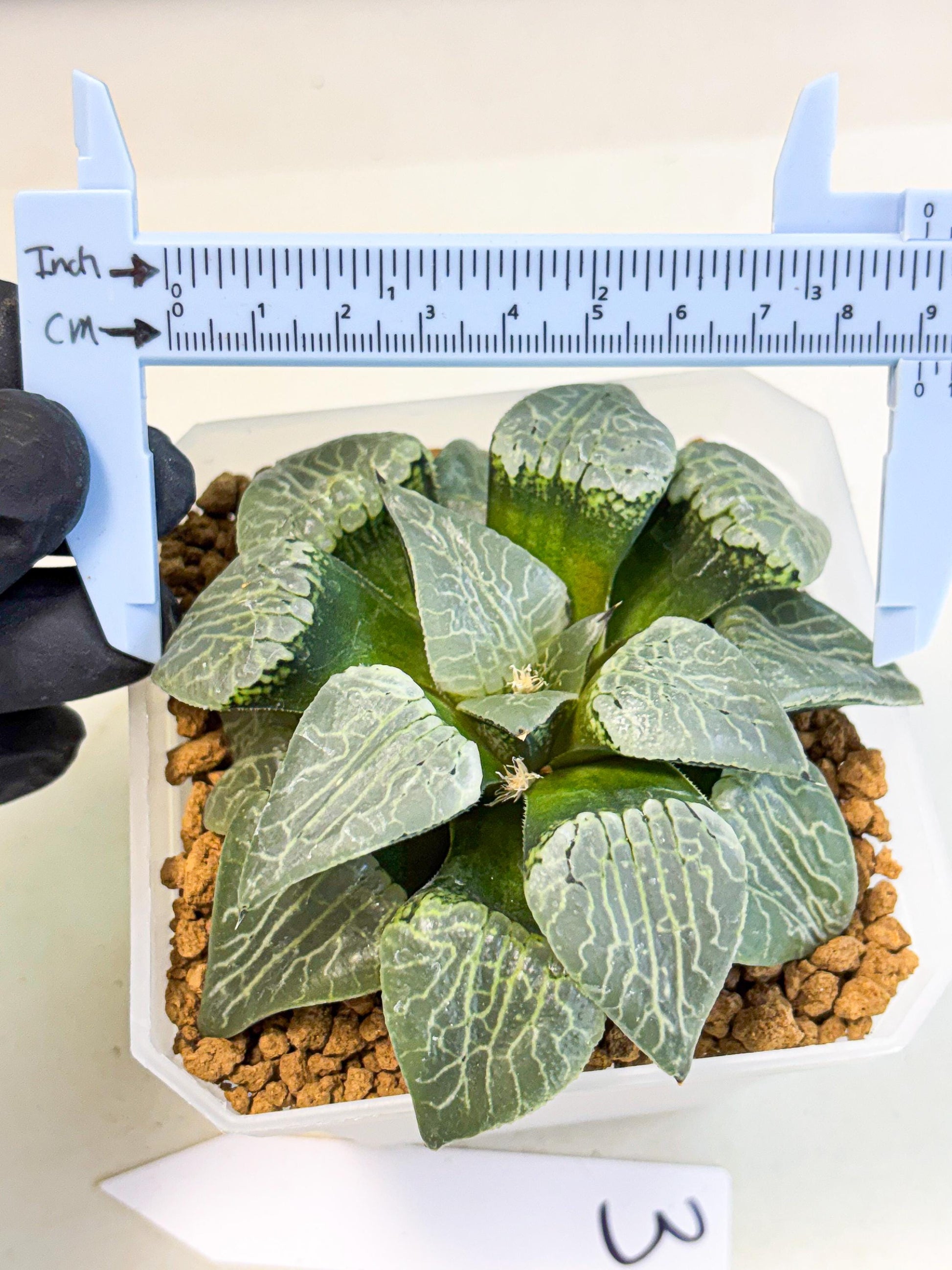 MATURE Haworthia Sjuijig (wa) (3) | Taiwan Import