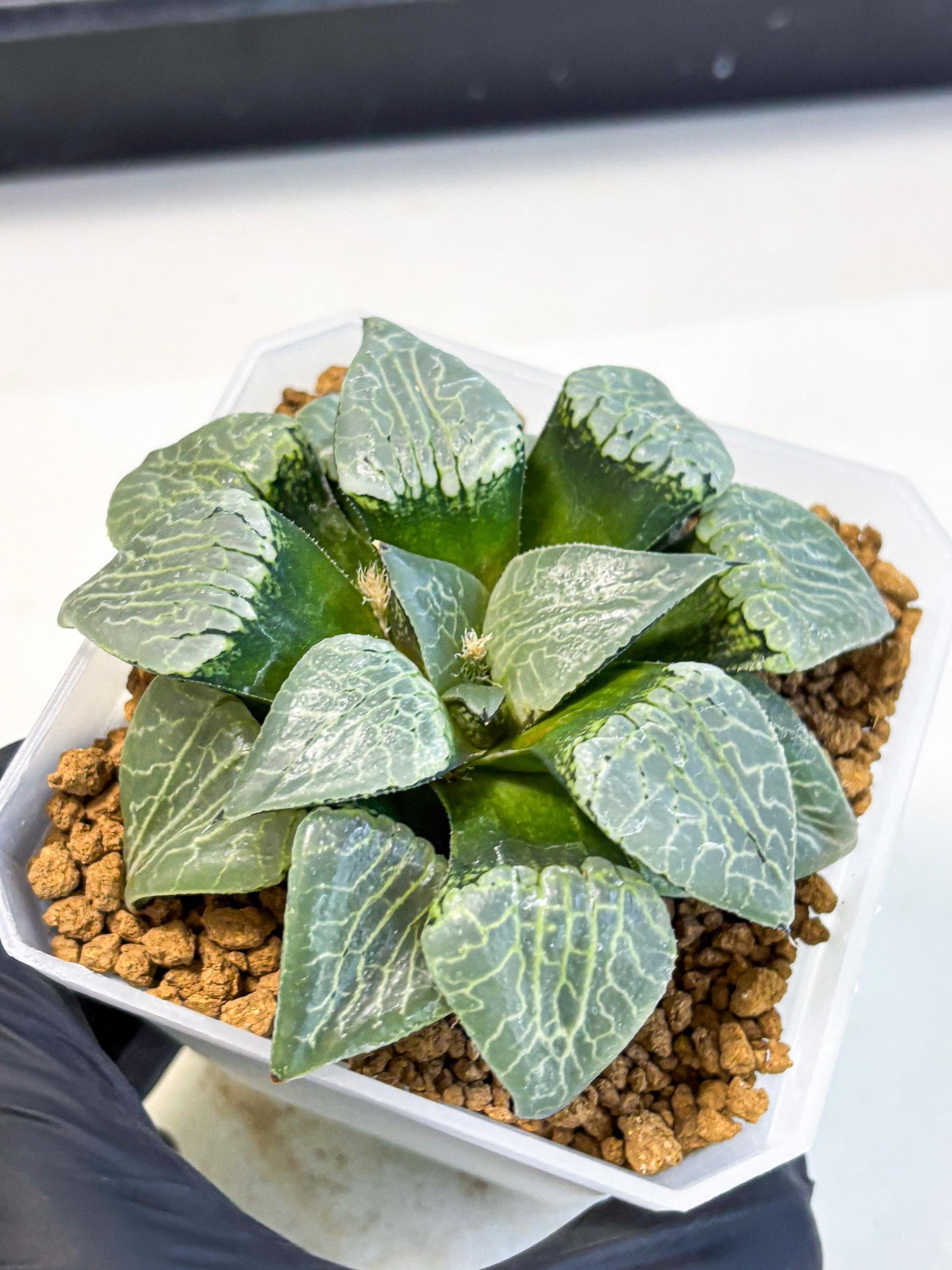 MATURE Haworthia Sjuijig (wa) (3) | Taiwan Import