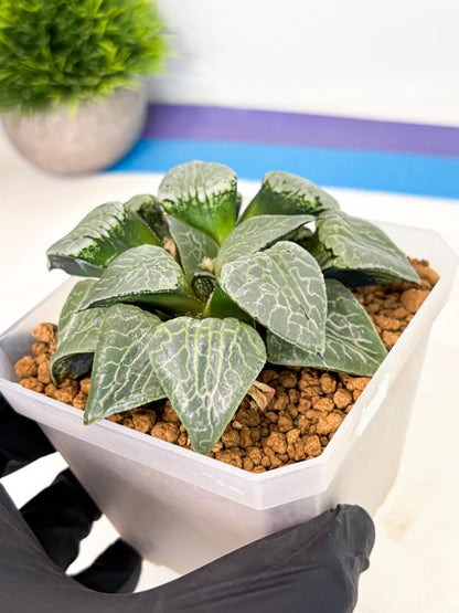 MATURE Haworthia Sjuijig (wa) (3) | Taiwan Import