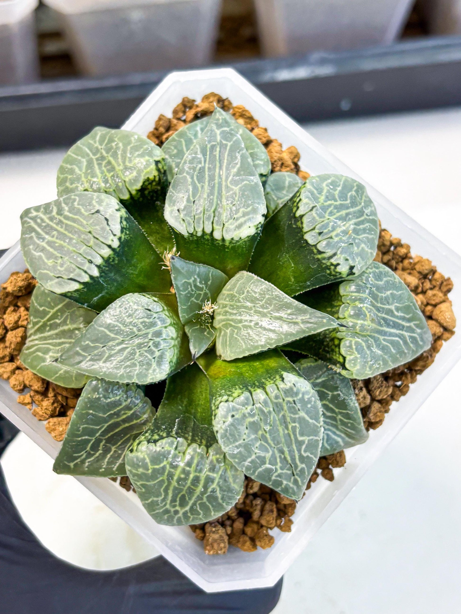 MATURE Haworthia Sjuijig (wa) (3) | Taiwan Import