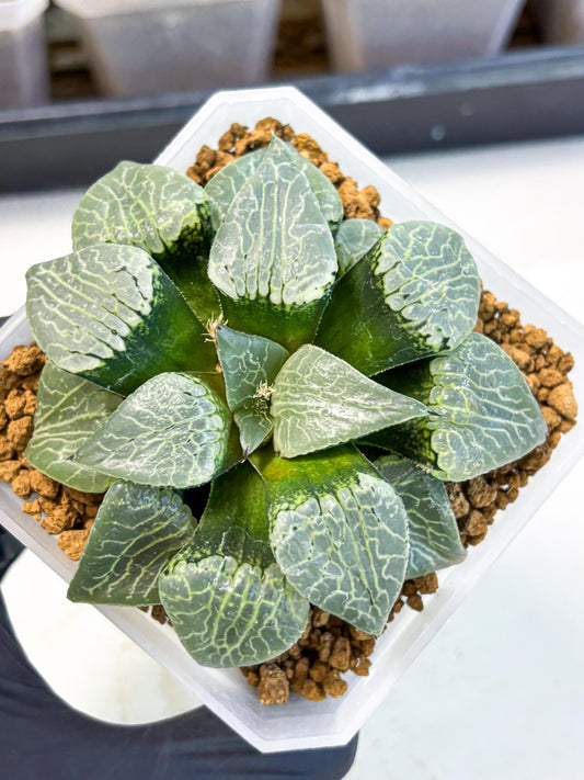 MATURE Haworthia Sjuijig (wa) (3) | Taiwan Import