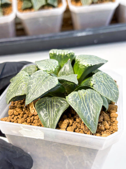 MATURE Haworthia Sjuijig (wa) (3) | Taiwan Import