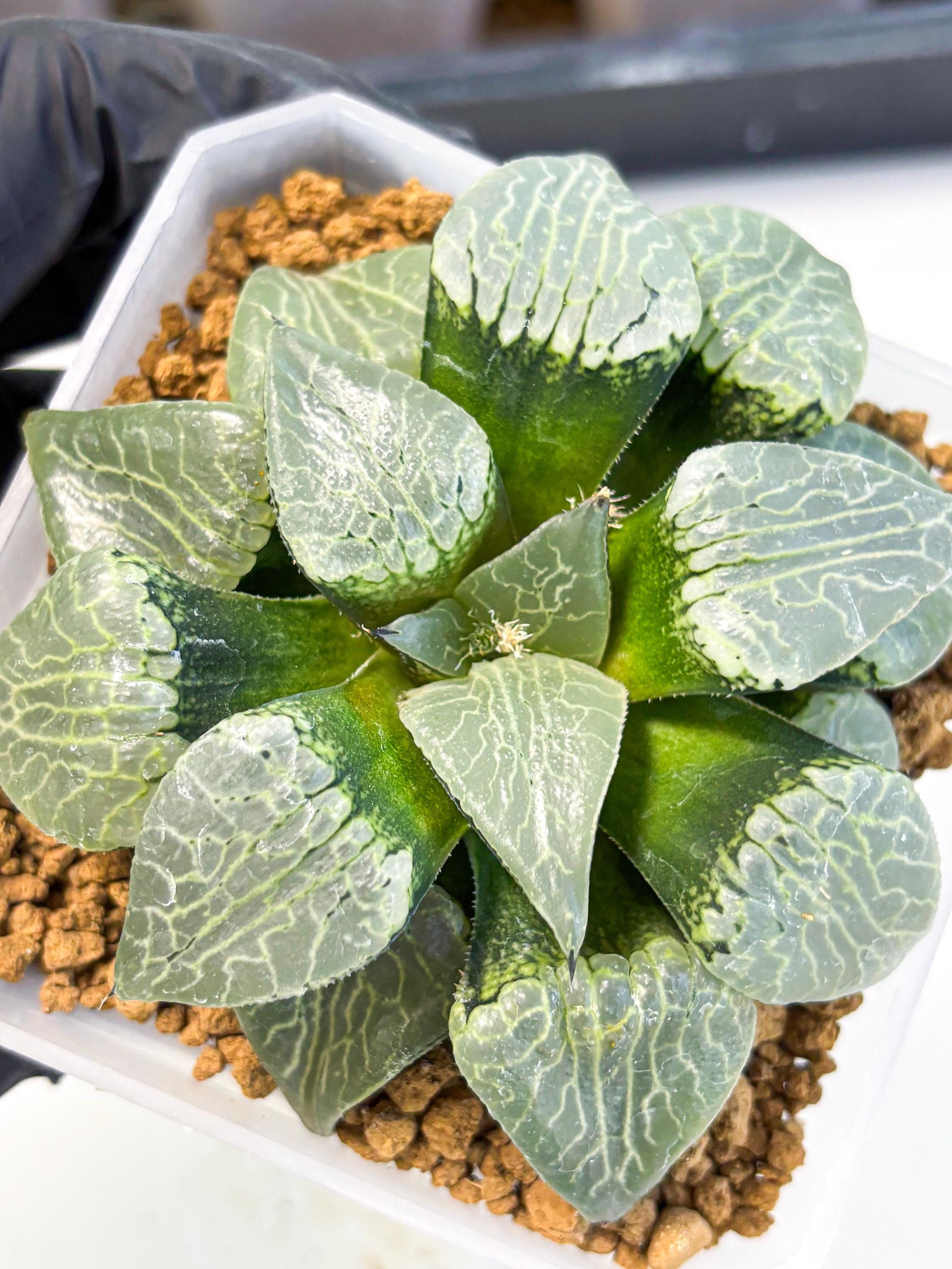 MATURE Haworthia Sjuijig (wa) (3) | Taiwan Import