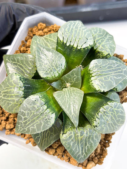MATURE Haworthia Sjuijig (wa) (3) | Taiwan Import