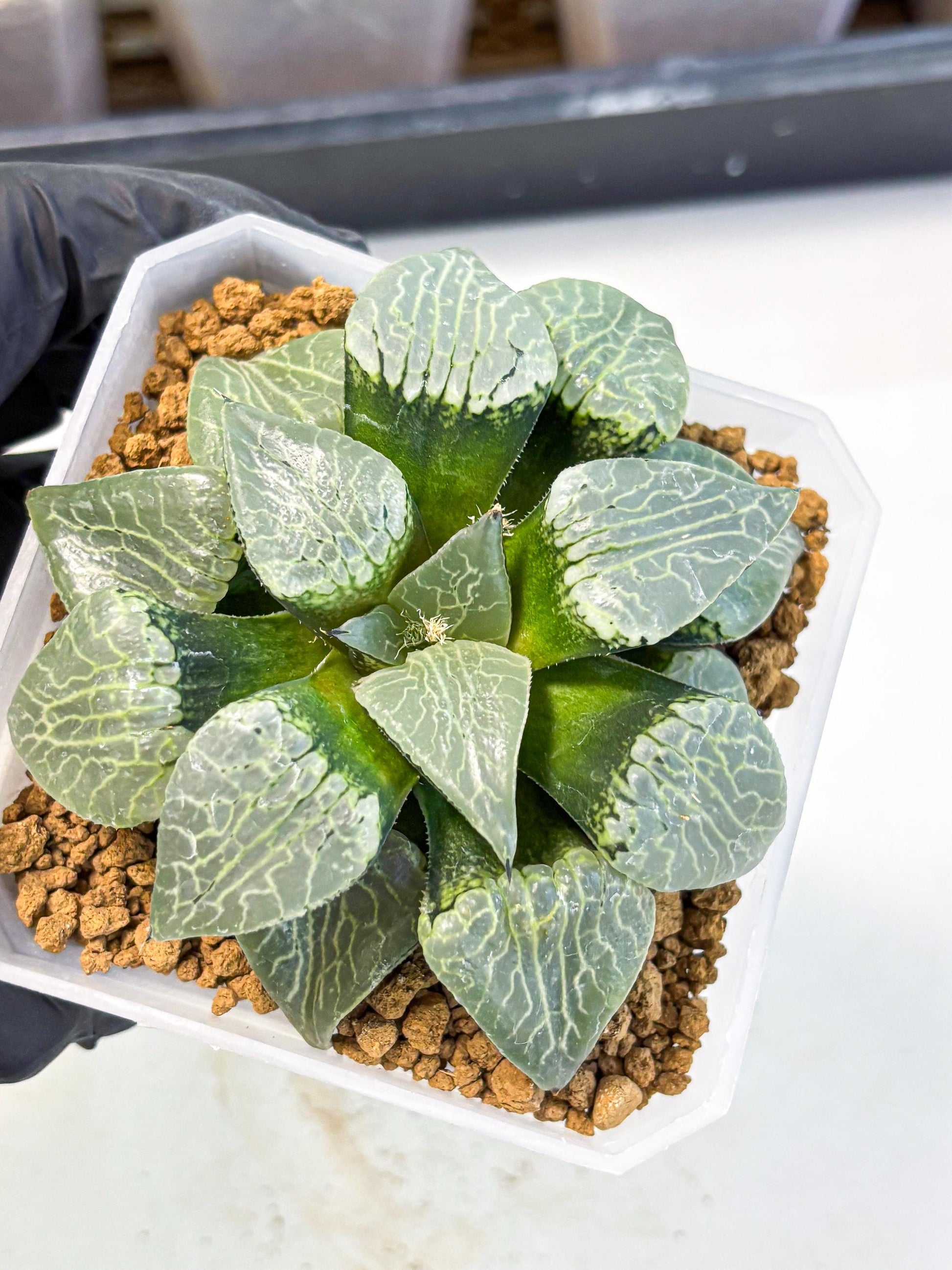 MATURE Haworthia Sjuijig (wa) (3) | Taiwan Import