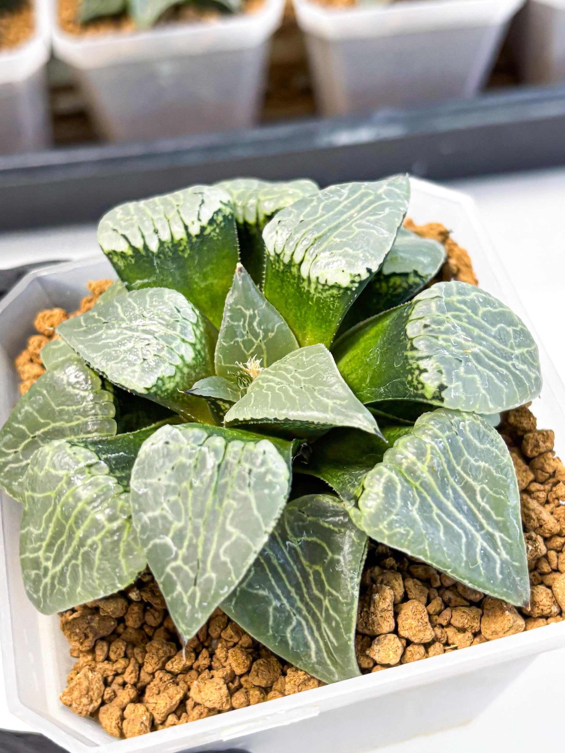 MATURE Haworthia Sjuijig (wa) (3) | Taiwan Import