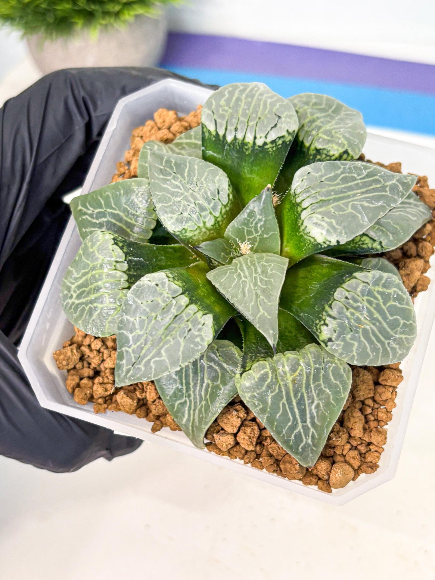 MATURE Haworthia Sjuijig (wa) (3) | Taiwan Import