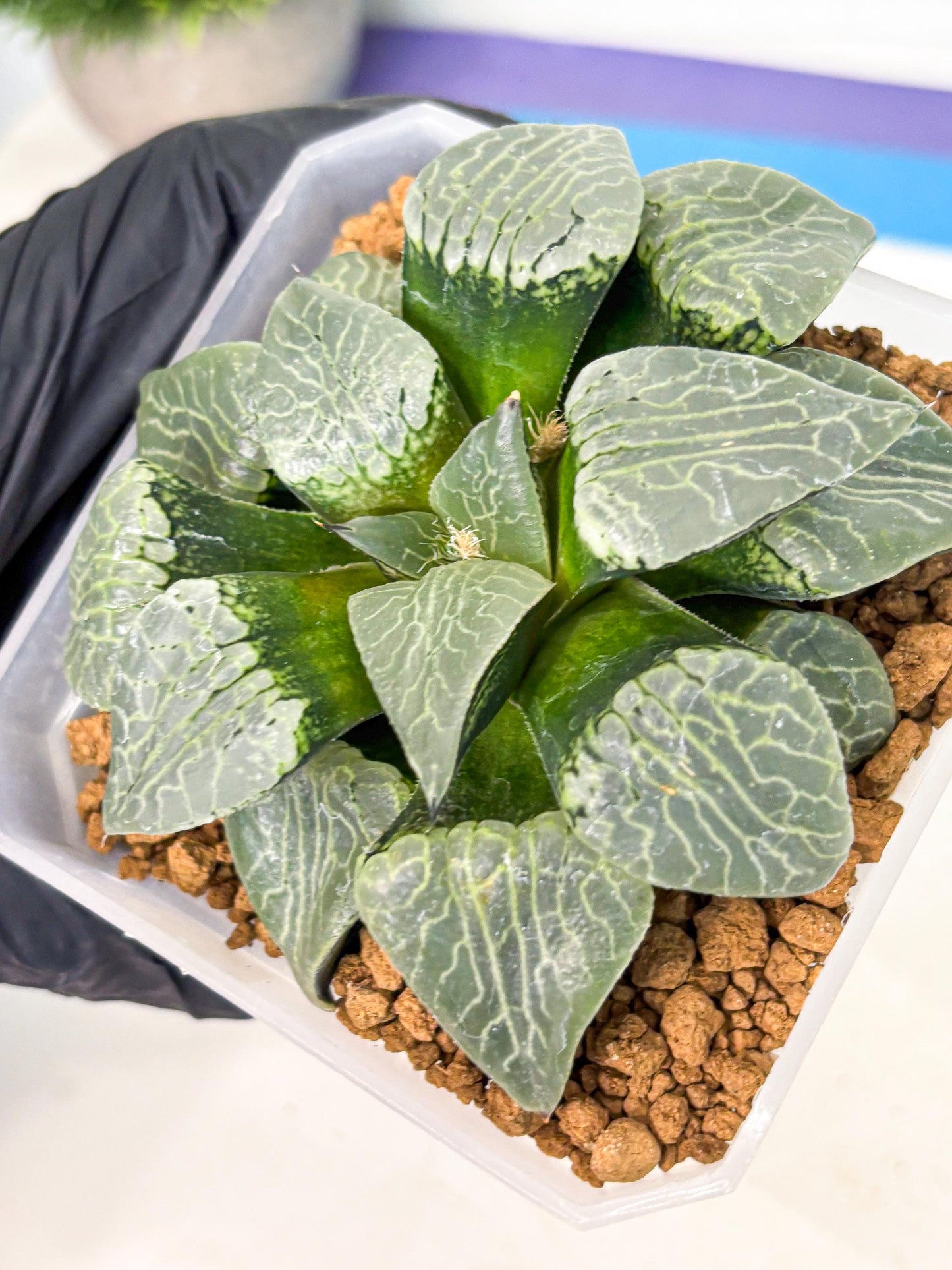 MATURE Haworthia Sjuijig (wa) (3) | Taiwan Import