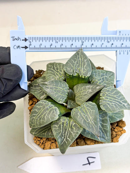 MATURE Haworthia Sjuijig (wa) (4) | Taiwan Import