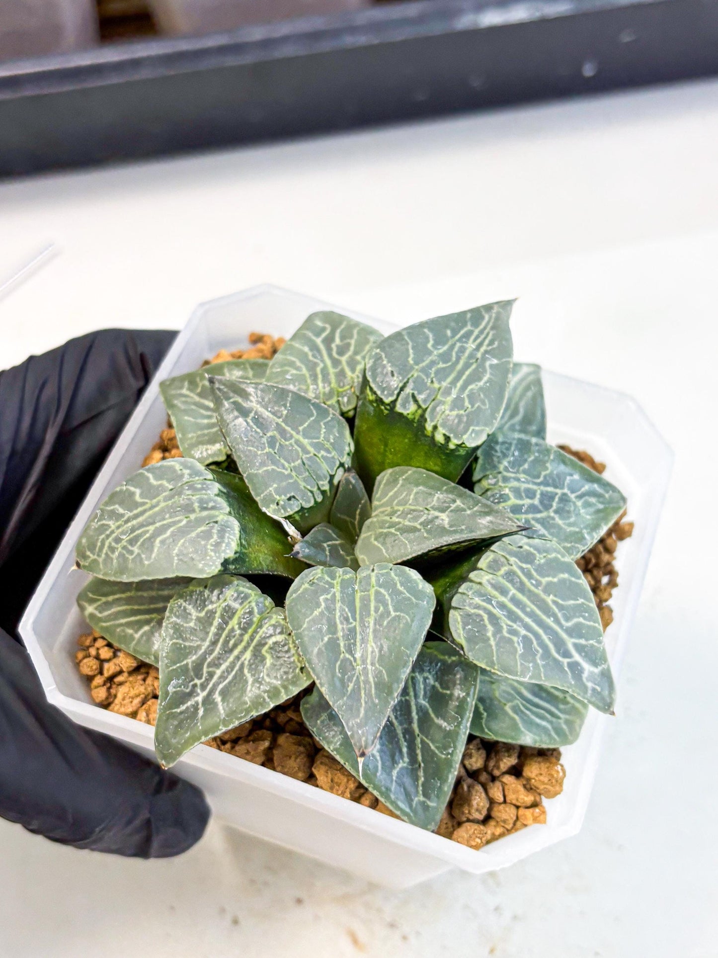 MATURE Haworthia Sjuijig (wa) (4) | Taiwan Import
