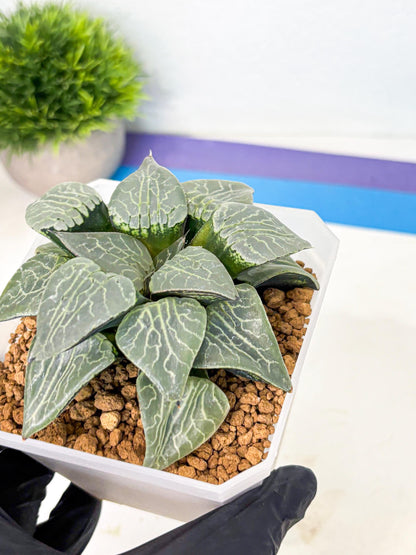 MATURE Haworthia Sjuijig (wa) (4) | Taiwan Import