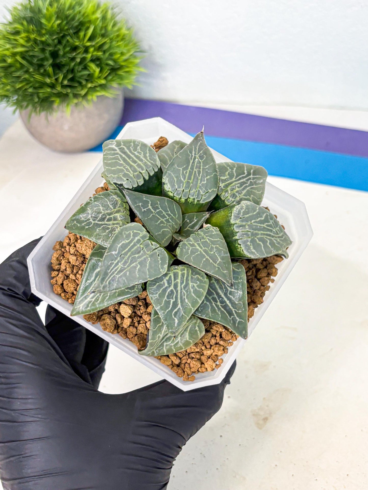 MATURE Haworthia Sjuijig (wa) (4) | Taiwan Import