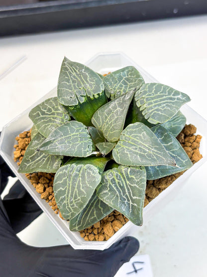 MATURE Haworthia Sjuijig (wa) (4) | Taiwan Import