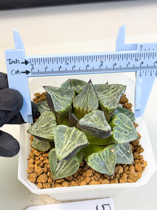 MATURE Haworthia Chun Hei Ju (wa) (5) | Taiwan Import