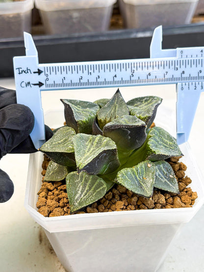 MATURE Haworthia Chun Hei Ju (wa) (5) | Taiwan Import
