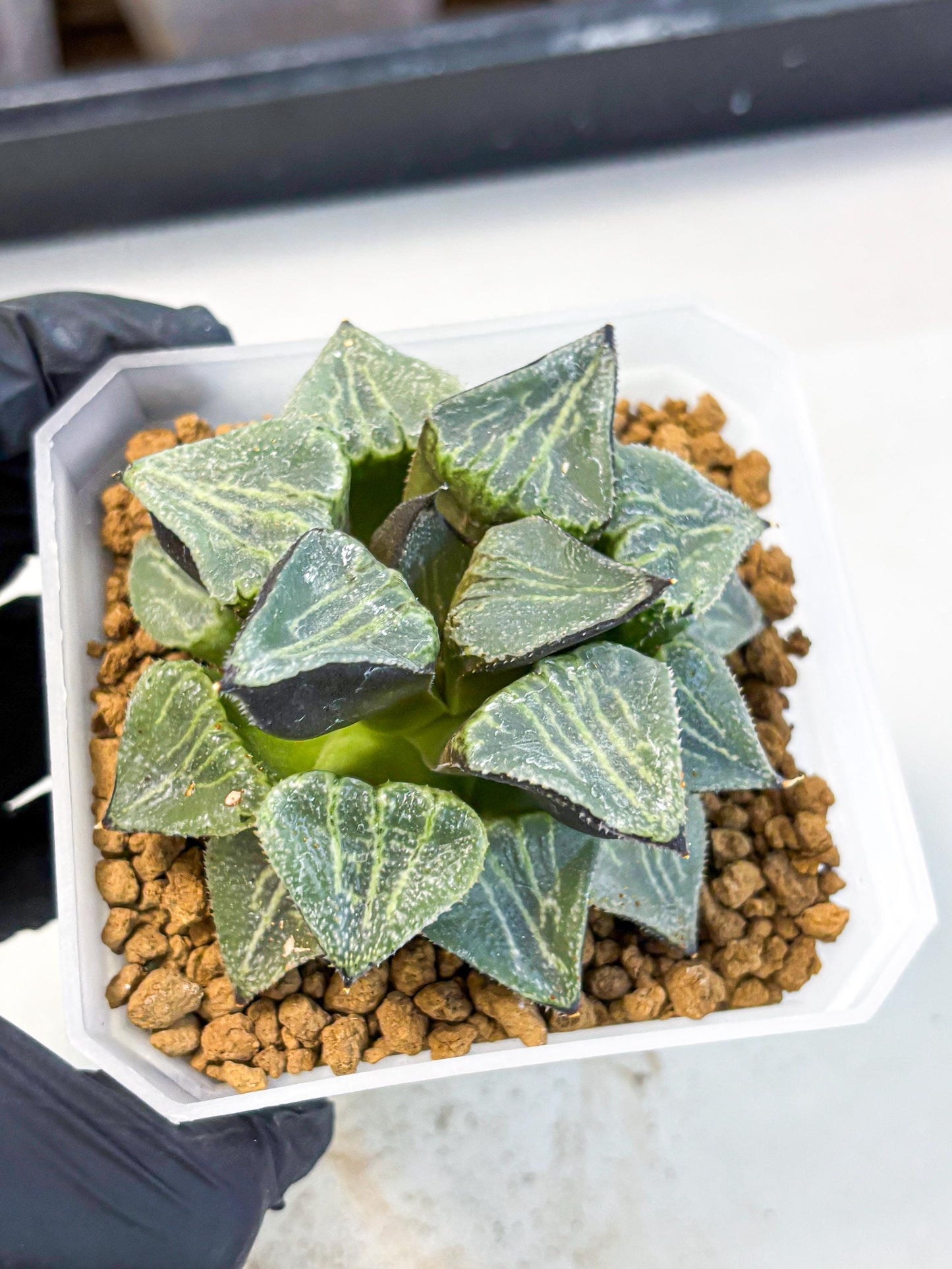 MATURE Haworthia Chun Hei Ju (wa) (5) | Taiwan Import