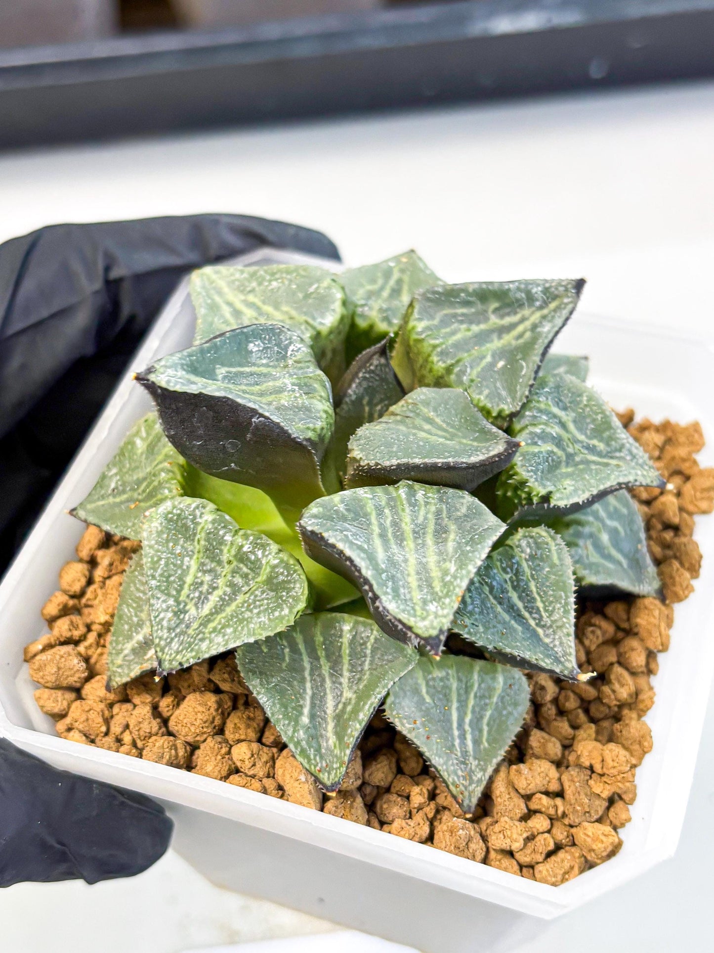 MATURE Haworthia Chun Hei Ju (wa) (5) | Taiwan Import