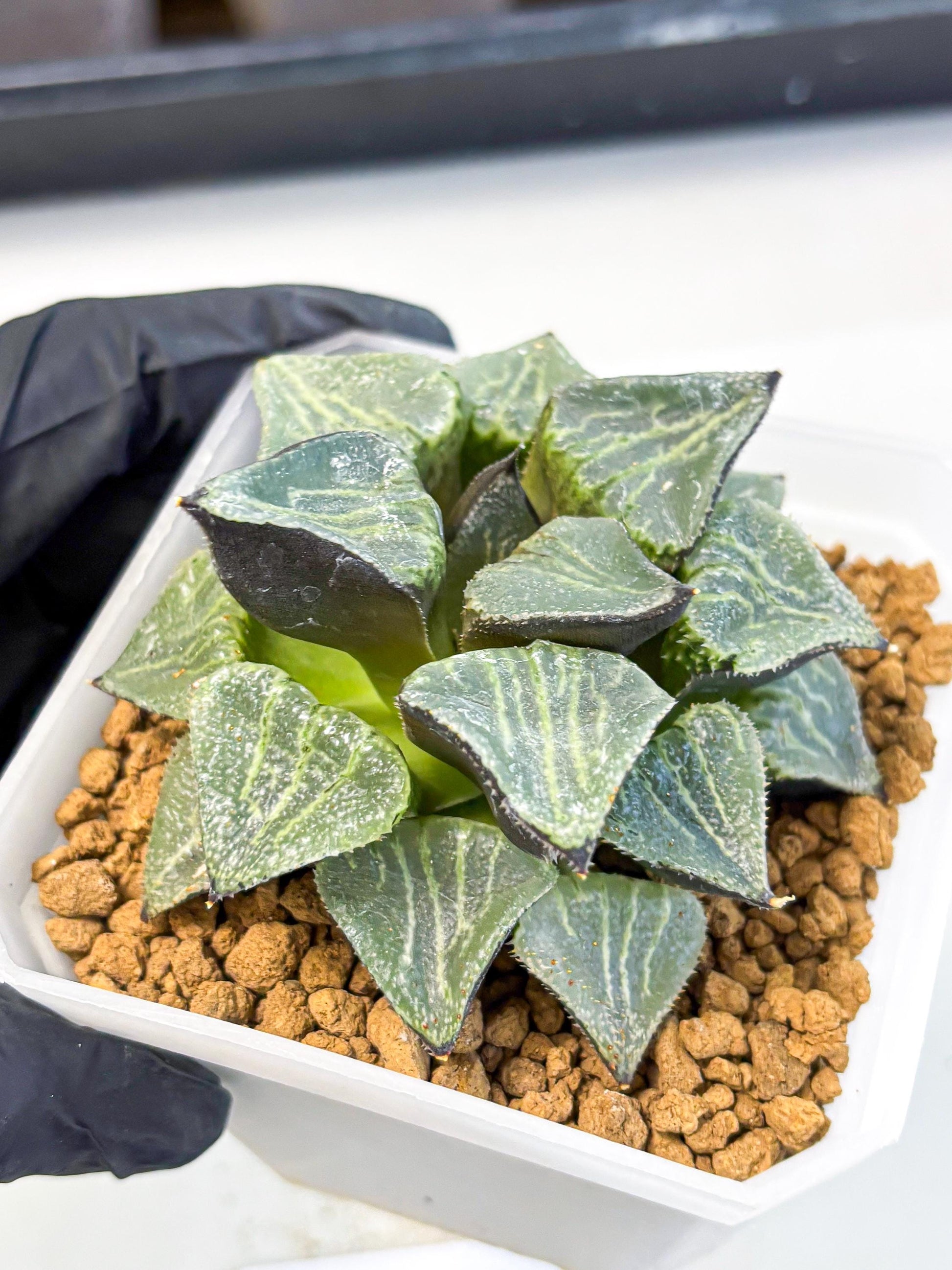 MATURE Haworthia Chun Hei Ju (wa) (5) | Taiwan Import
