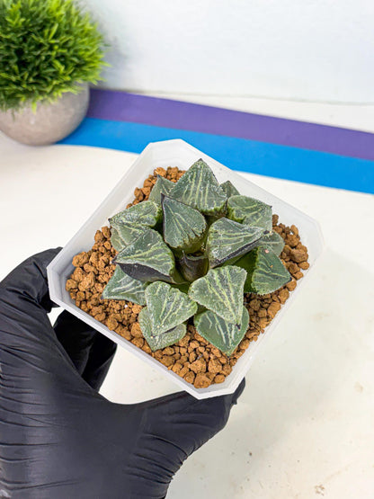 MATURE Haworthia Chun Hei Ju (wa) (5) | Taiwan Import
