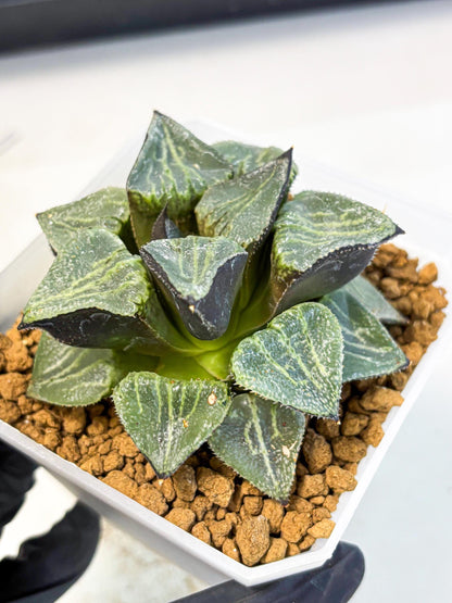 MATURE Haworthia Chun Hei Ju (wa) (5) | Taiwan Import