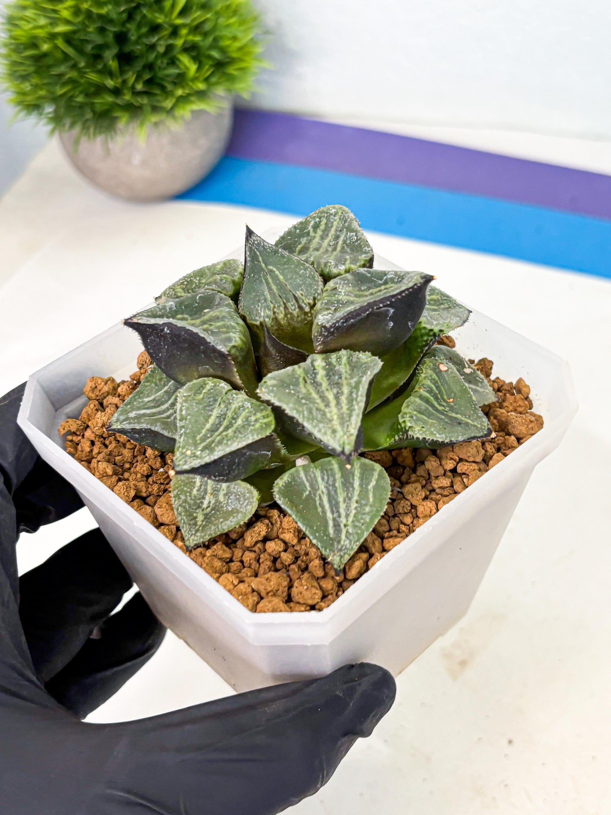 MATURE Haworthia Chun Hei Ju (wa) (5) | Taiwan Import