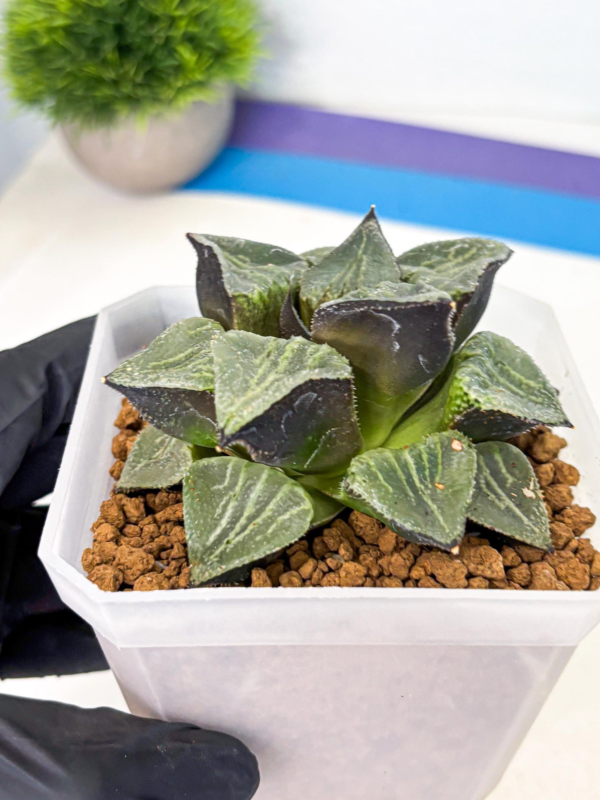 MATURE Haworthia Chun Hei Ju (wa) (5) | Taiwan Import