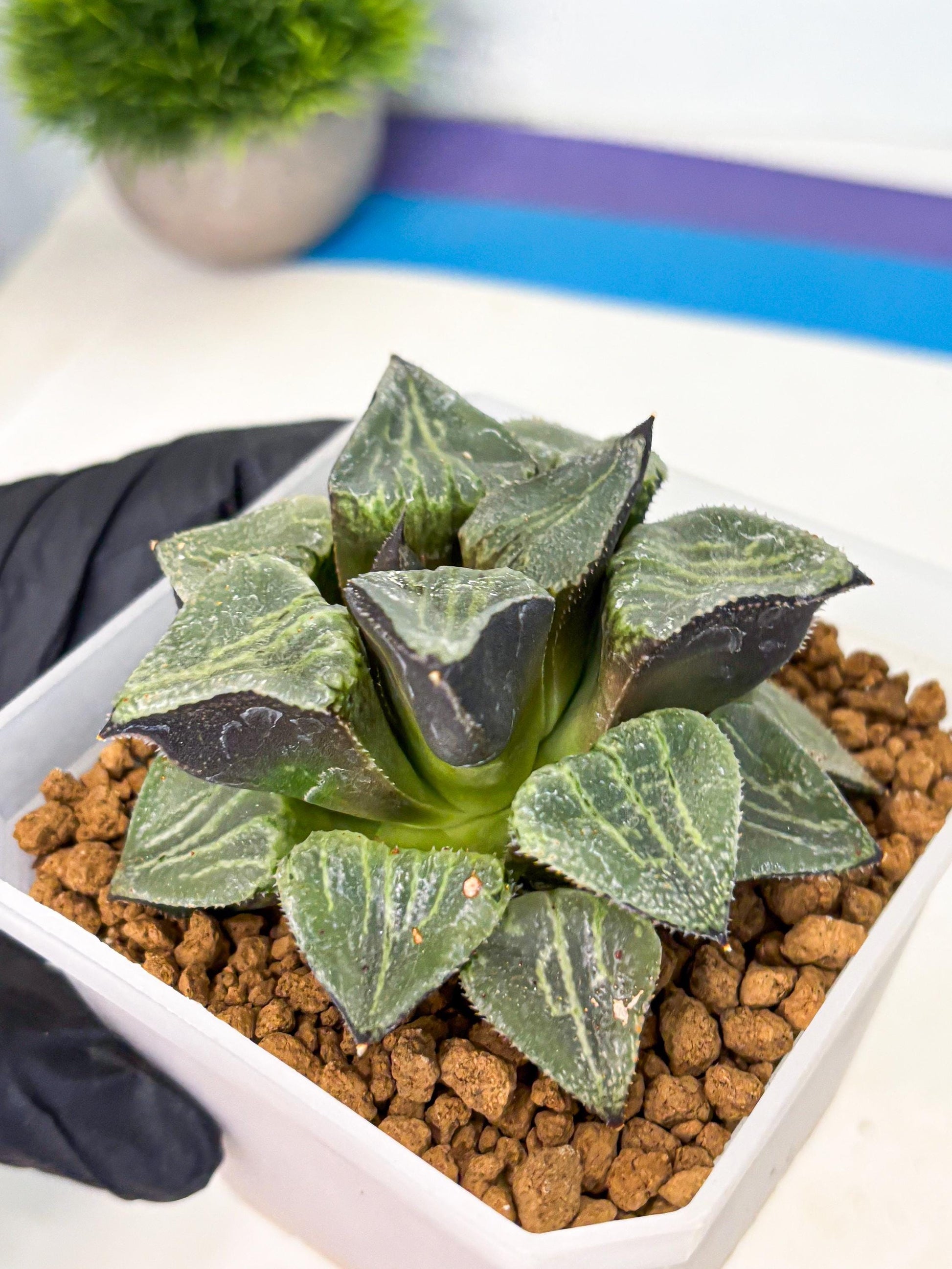 MATURE Haworthia Chun Hei Ju (wa) (5) | Taiwan Import
