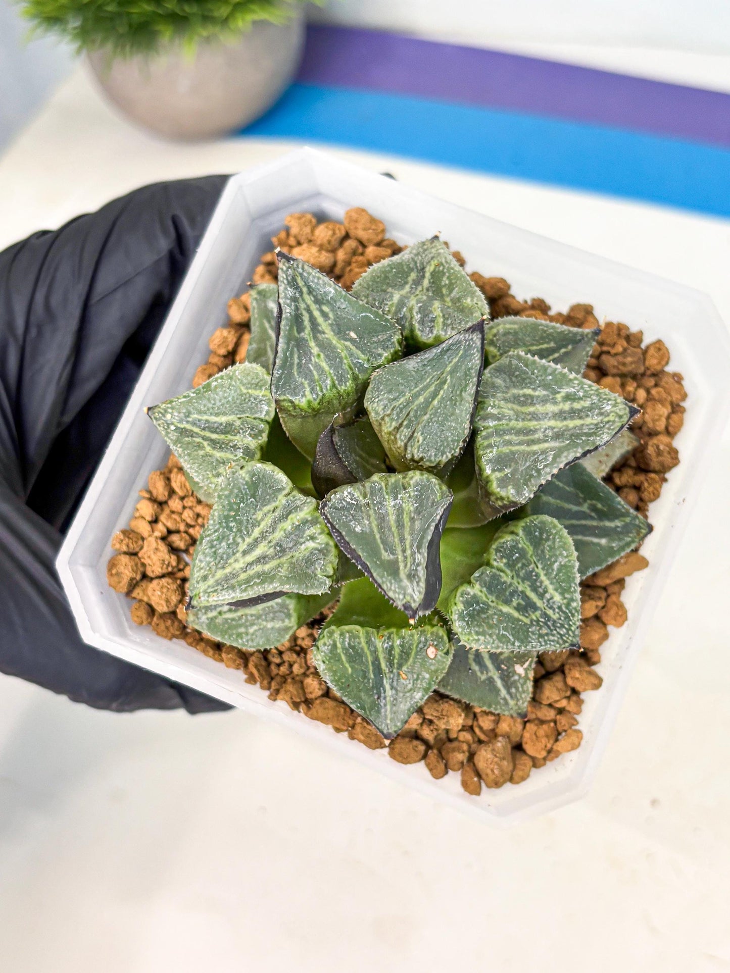 MATURE Haworthia Chun Hei Ju (wa) (5) | Taiwan Import
