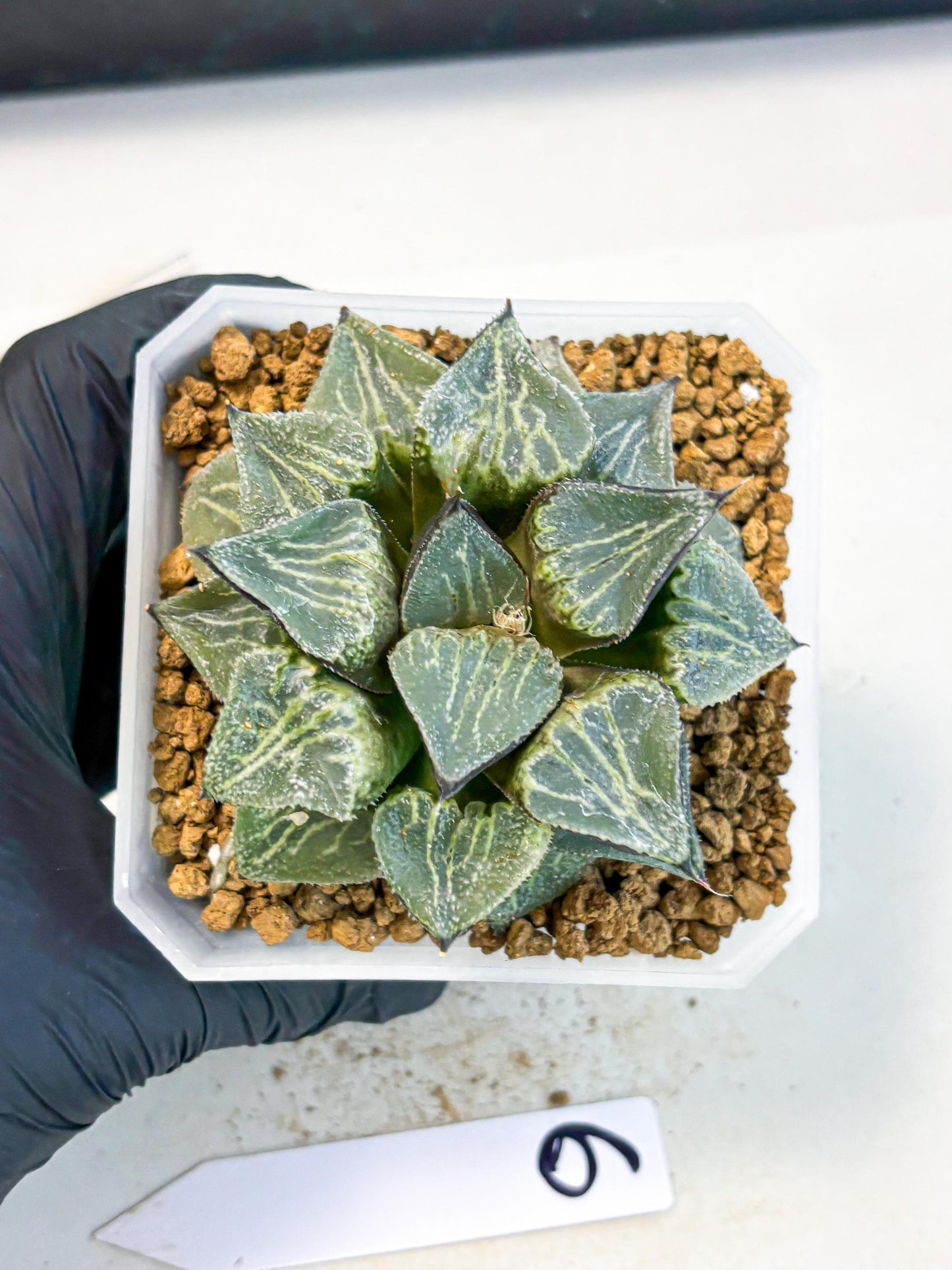 MATURE Haworthia Chun Hei Ju (wa) (6) | Taiwan Import