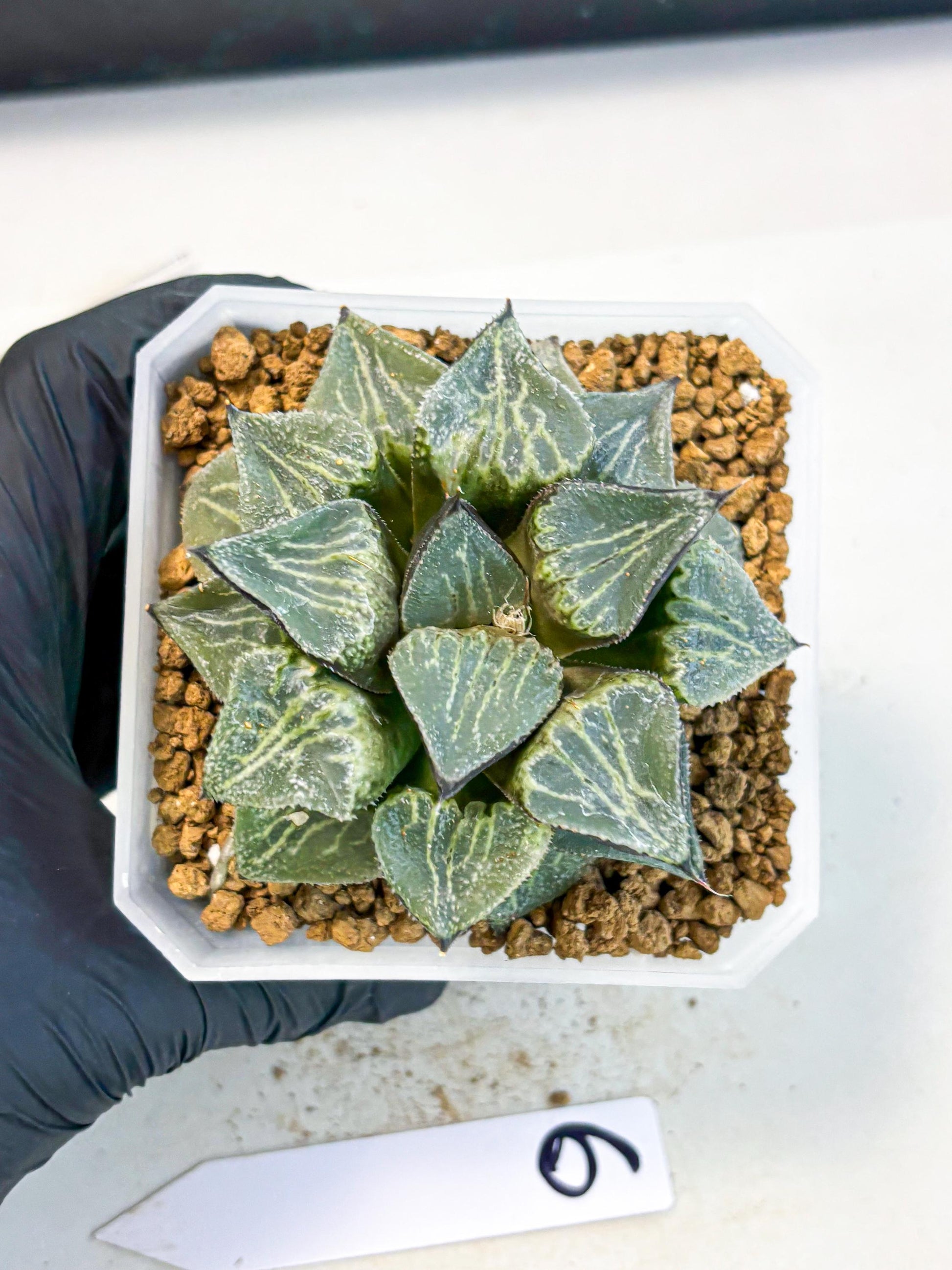 MATURE Haworthia Chun Hei Ju (wa) (6) | Taiwan Import