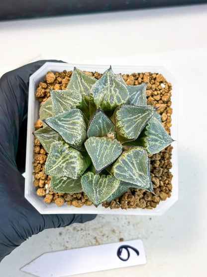 MATURE Haworthia Chun Hei Ju (wa) (6) | Taiwan Import
