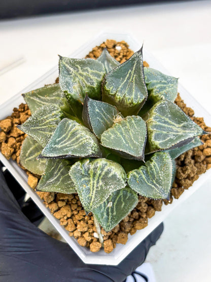 MATURE Haworthia Chun Hei Ju (wa) (6) | Taiwan Import