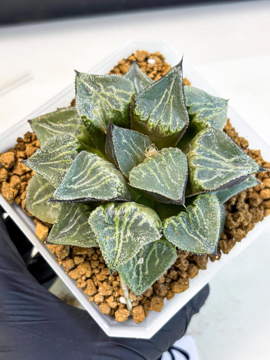 MATURE Haworthia Chun Hei Ju (wa) (6) | Taiwan Import