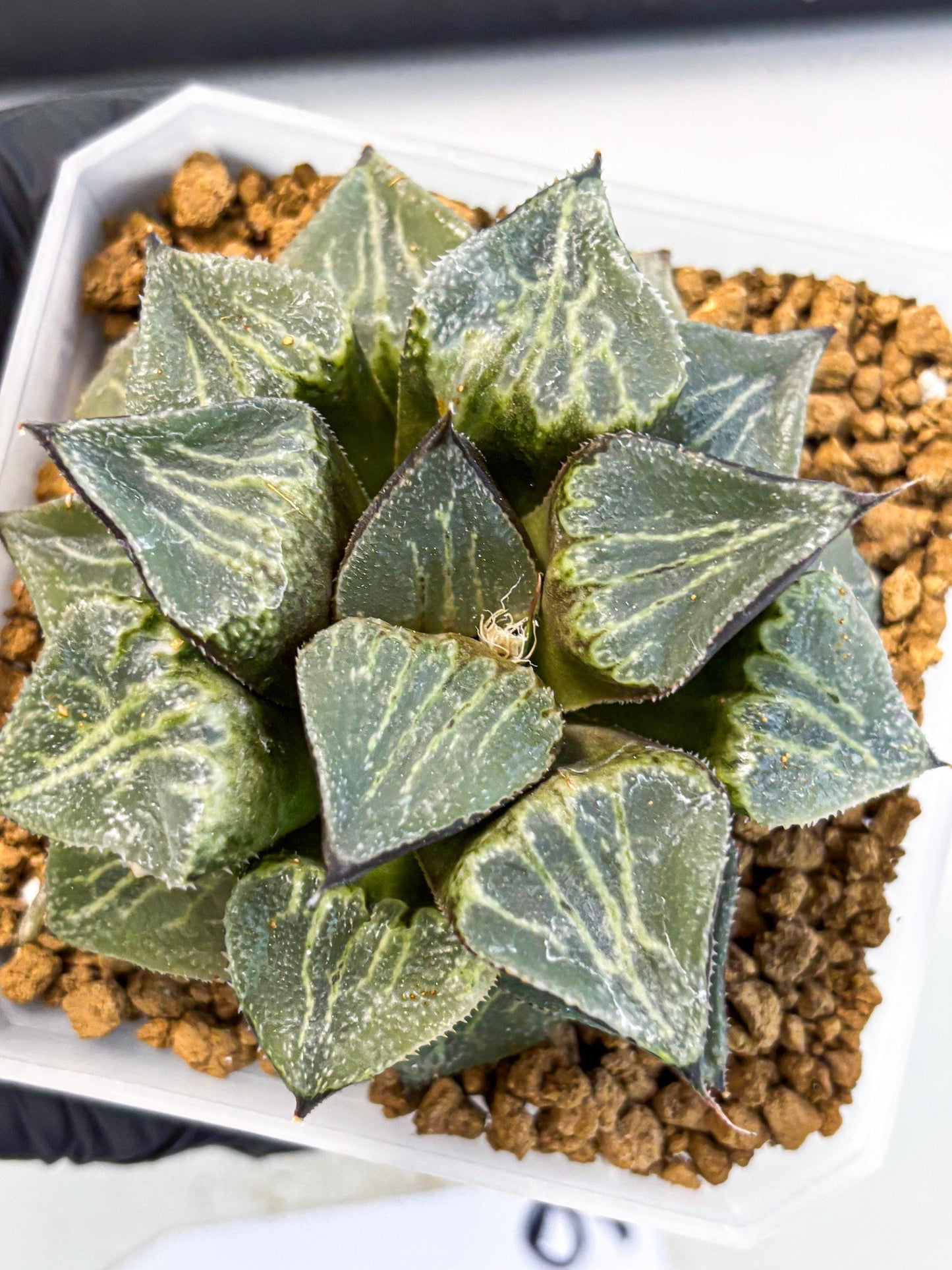 MATURE Haworthia Chun Hei Ju (wa) (6) | Taiwan Import