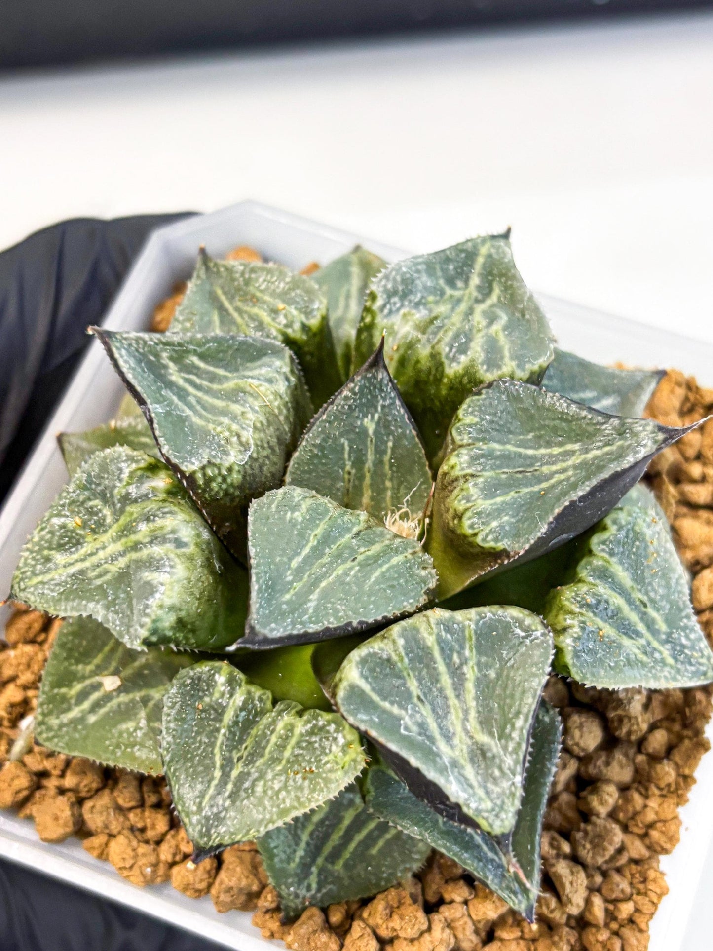 MATURE Haworthia Chun Hei Ju (wa) (6) | Taiwan Import