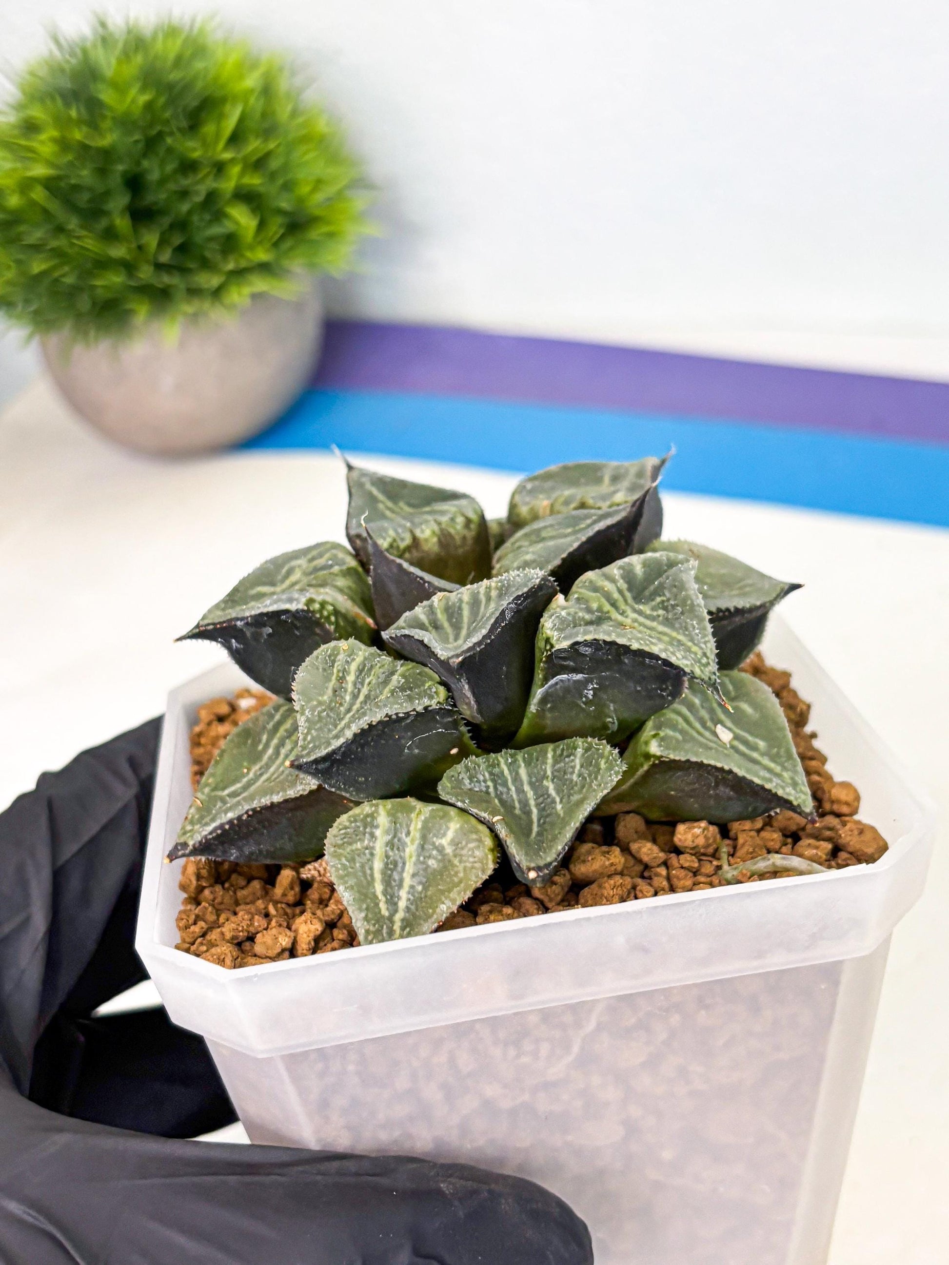 MATURE Haworthia Chun Hei Ju (wa) (6) | Taiwan Import