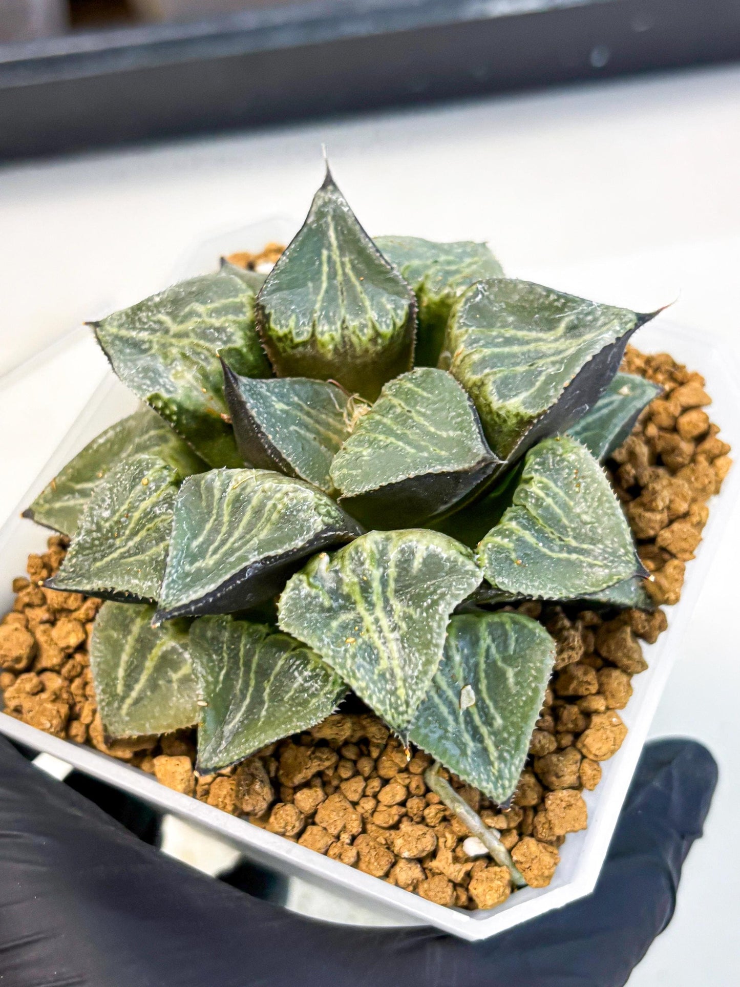 MATURE Haworthia Chun Hei Ju (wa) (6) | Taiwan Import