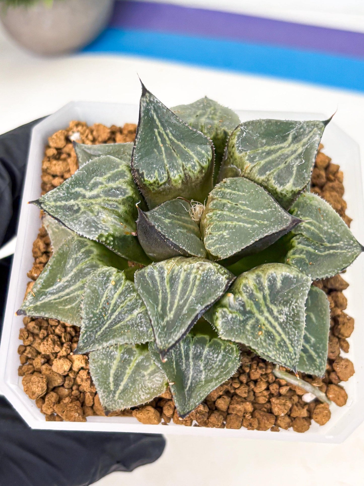 MATURE Haworthia Chun Hei Ju (wa) (6) | Taiwan Import