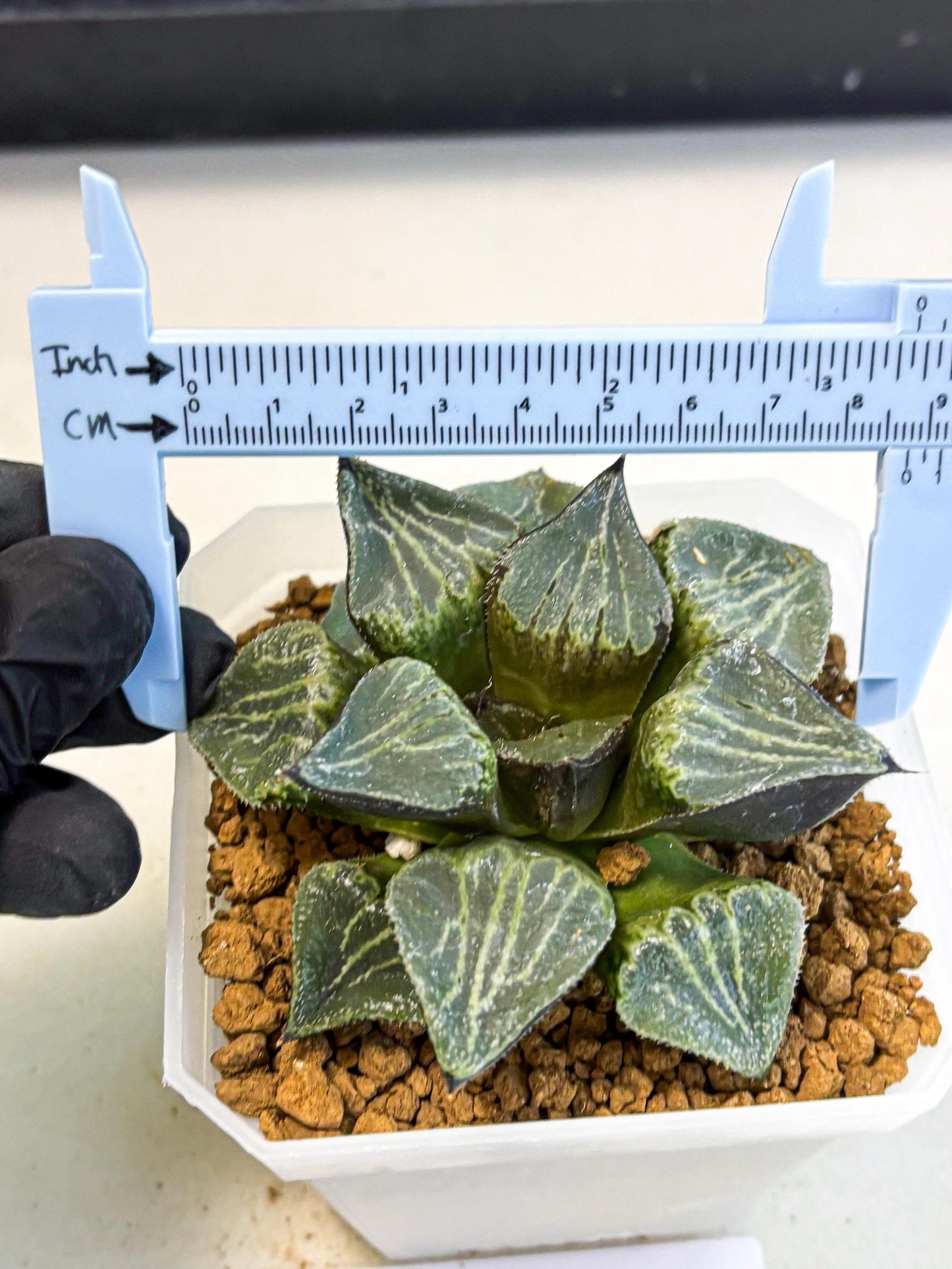 MATURE Haworthia Chun Hei Ju (wa) (8) | Taiwan Import