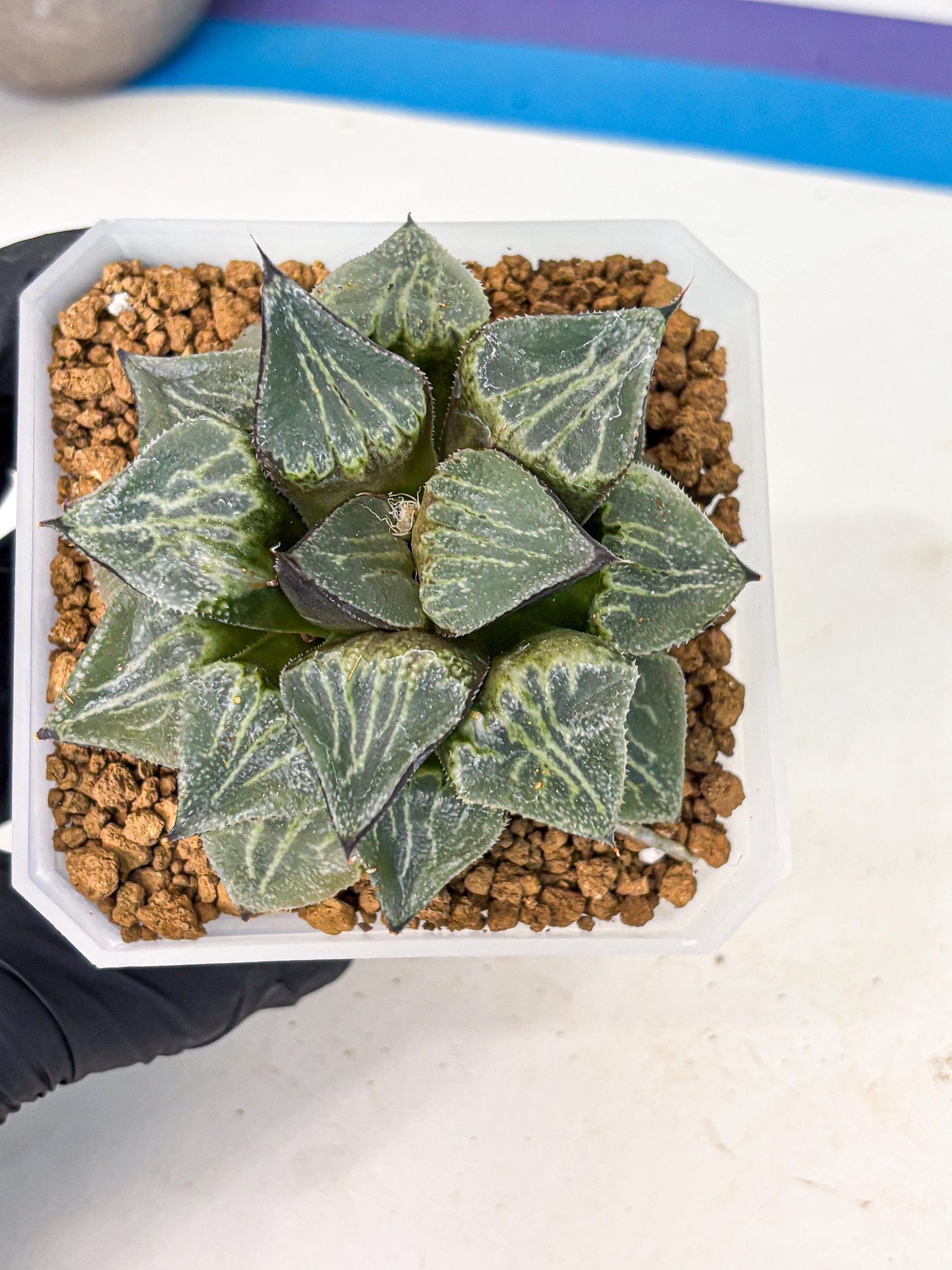 MATURE Haworthia Chun Hei Ju (wa) (6) | Taiwan Import