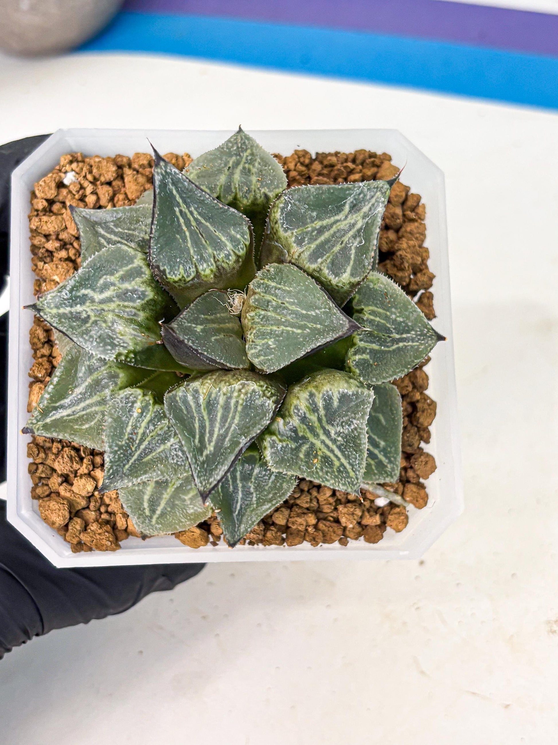 MATURE Haworthia Chun Hei Ju (wa) (6) | Taiwan Import