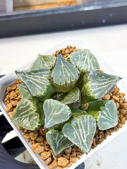 MATURE Haworthia Chun Hei Ju (wa) (8) | Taiwan Import