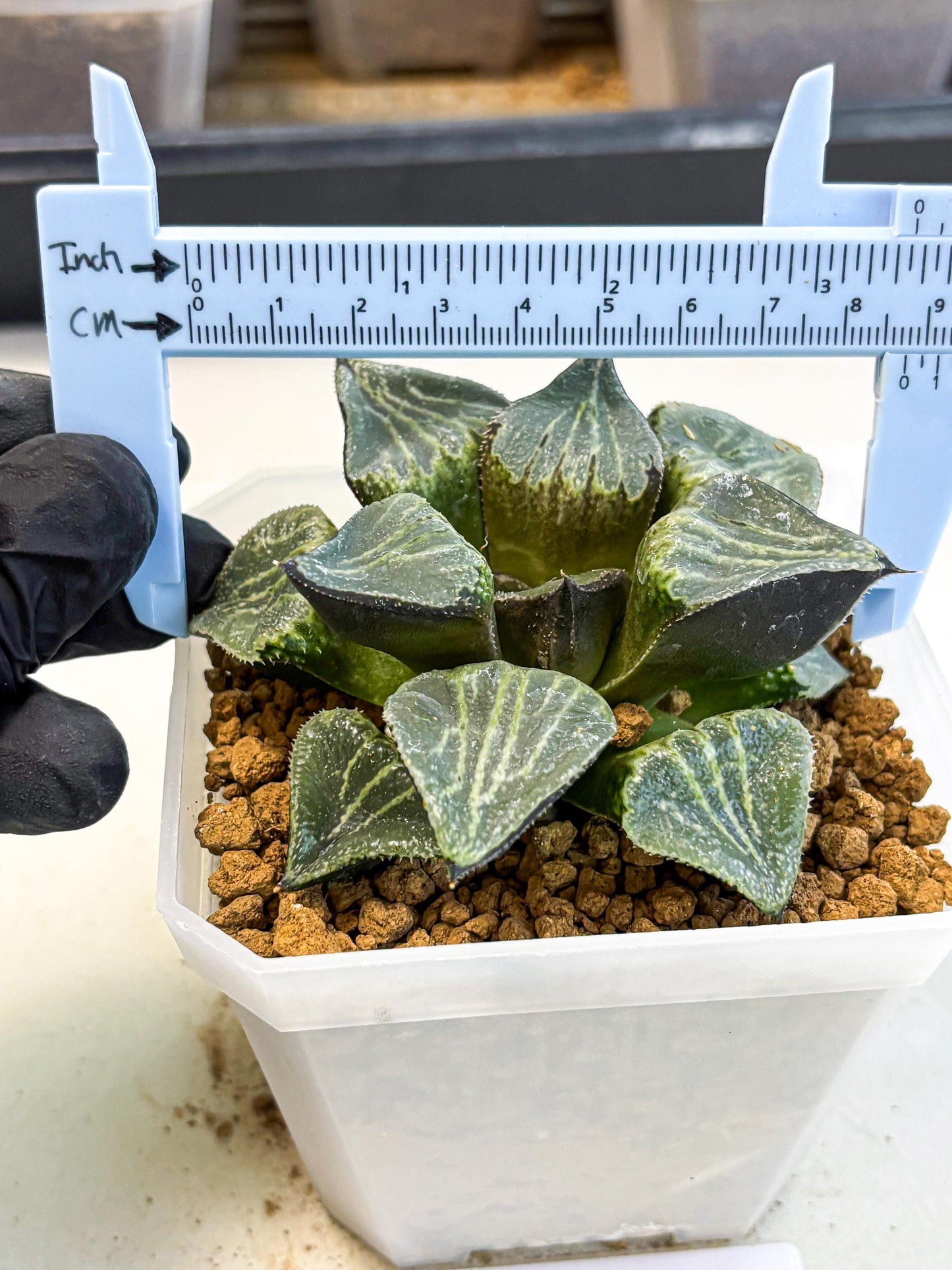 MATURE Haworthia Chun Hei Ju (wa) (8) | Taiwan Import