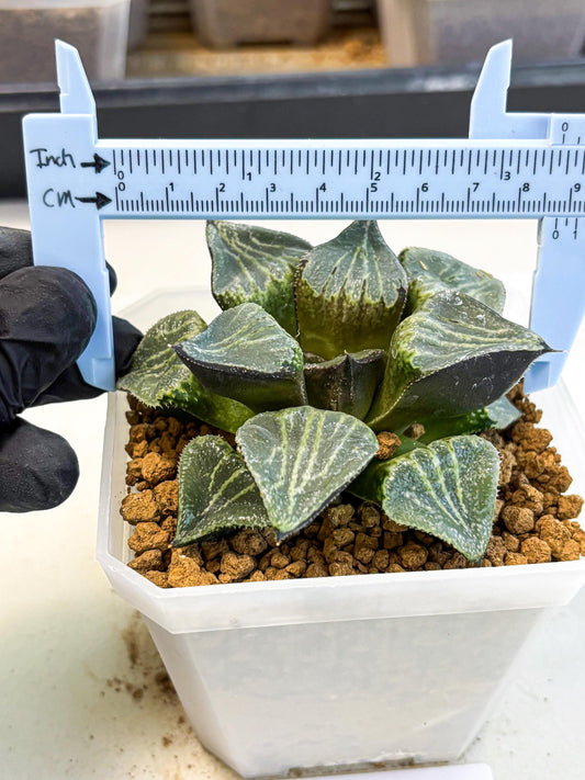 MATURE Haworthia Chun Hei Ju (wa) (8) | Taiwan Import