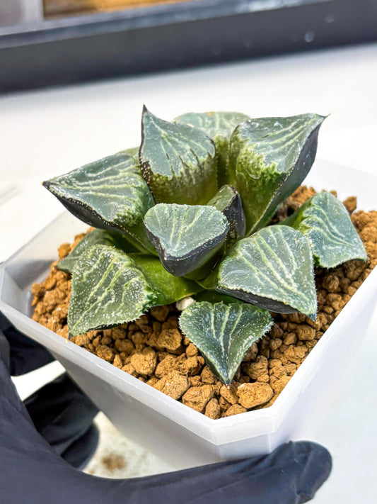 MATURE Haworthia Chun Hei Ju (wa) (8) | Taiwan Import