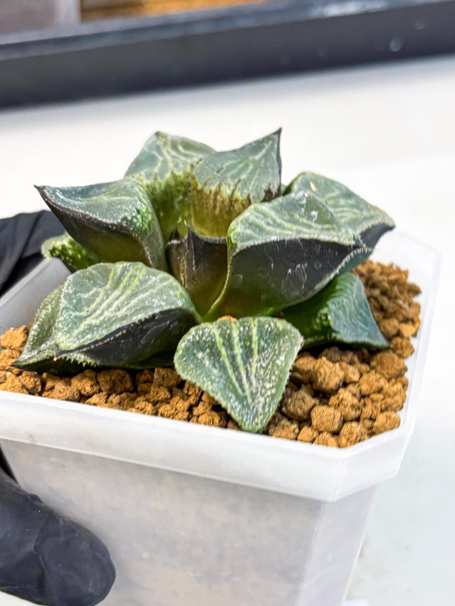 MATURE Haworthia Chun Hei Ju (wa) (8) | Taiwan Import