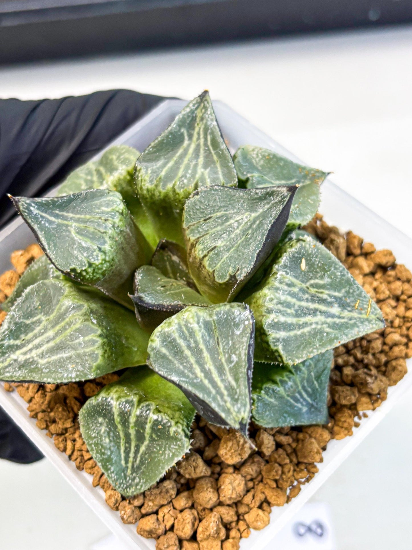 MATURE Haworthia Chun Hei Ju (wa) (8) | Taiwan Import